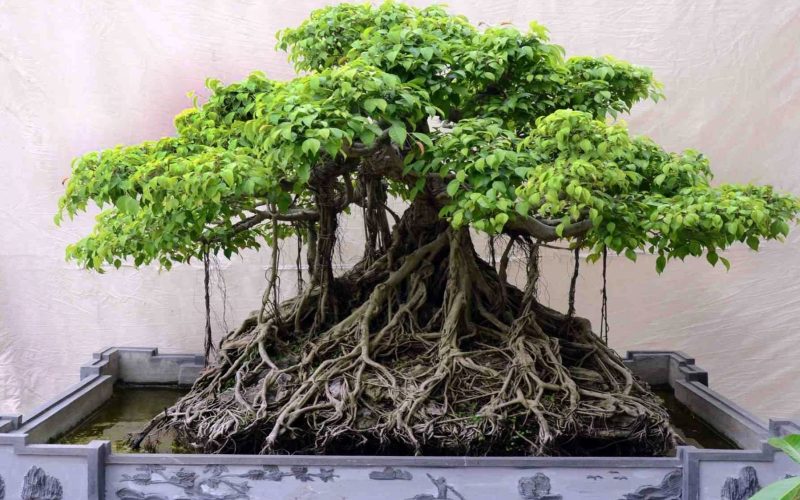 Nghệ thuật bonsai cây bám đá độc đáo